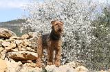 AIREDALE TERRIER 119